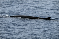 Wale vor King George Island