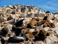 Ballestas Inseln und Huacachina Oase