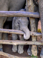 Elefantencamp-Katha-Mingun